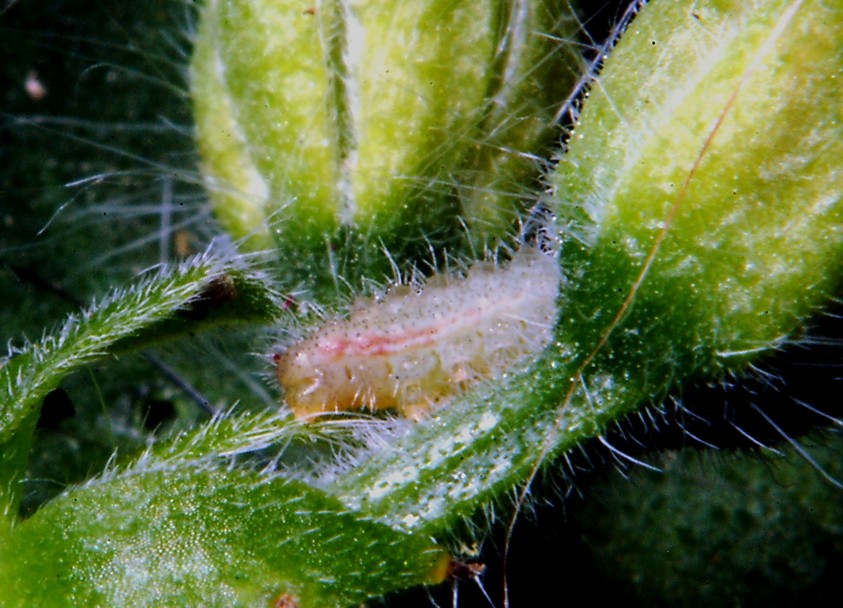 Ancora Cacyreus marshalli